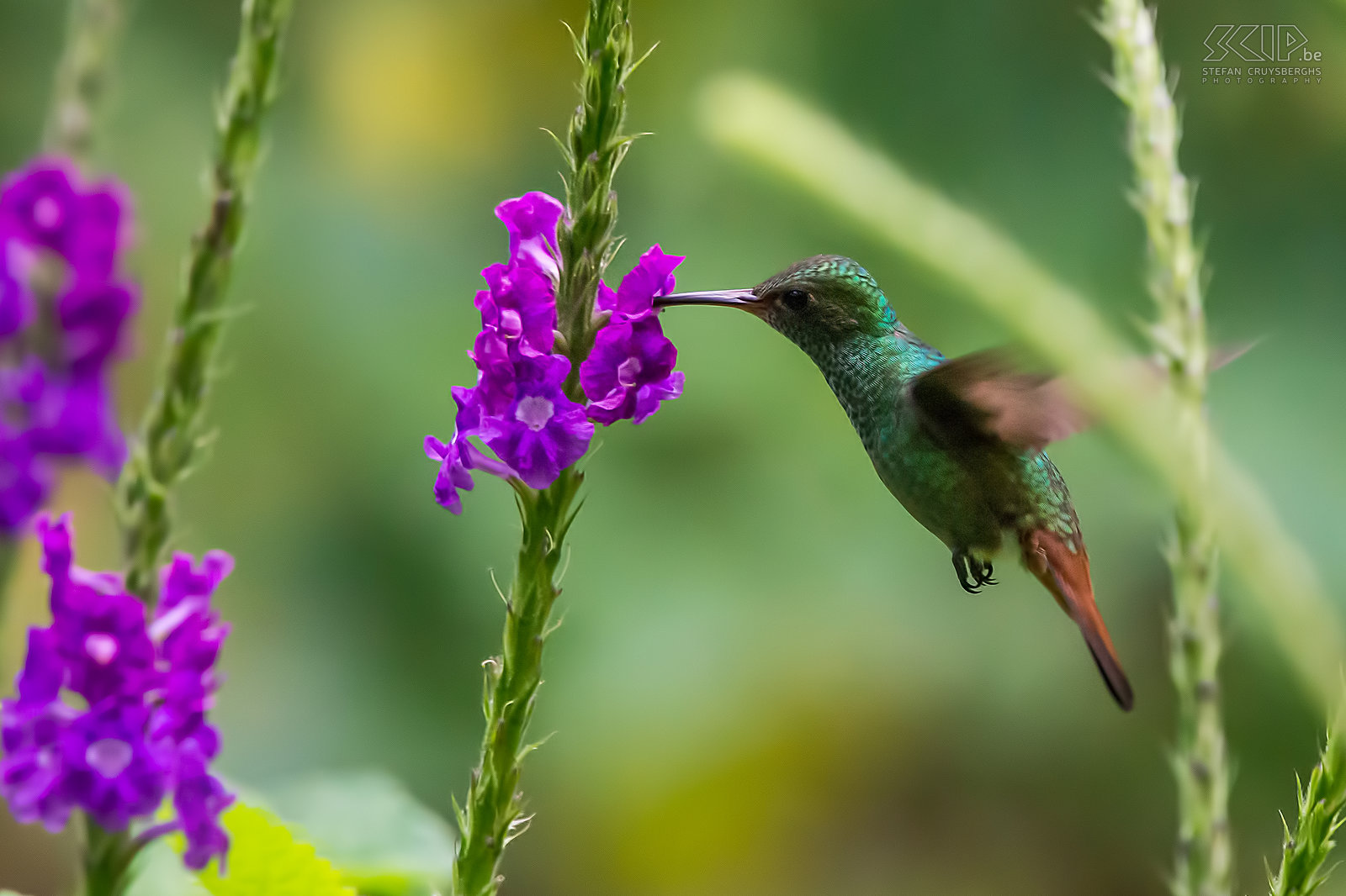 Arenal - Roodstaartamazilia Foto van een vliegende Roodstaartamazilia (Rufous-tailed hummingbird/Amazilia tzacatl). Kolibries hebben tijdens de vlucht het hoogste metabolisme van alle diersoorten. Hun hartslag kan oplopen tot 1260 slagen per minuut en ze slaan hun vleugels 15 tot 80 keer per seconde. Kolibries vliegen continu rond en het drinken nectar uit bloemen. Ze verbruiken meer nectar dan hun eigen gewicht per dag.<br />
 Stefan Cruysberghs